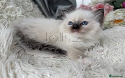 Ragdoll cats for sale: Only Two Kittens Available ready to go 🐾 - Image 8