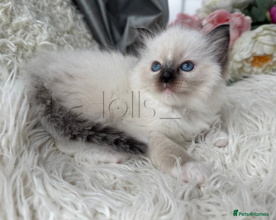 Ragdoll cats for sale: Only Two Kittens Available ready to go 🐾 - Image 8