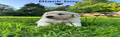 Golden Retriever 2