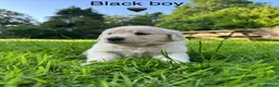 Golden Retriever dogs for sale: KC Registered Golden Retriever puppies in Pencader - Advert 16