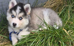 Pomsky dogs for sale: Pomsky F3 Pups -Read Descp - Image 3