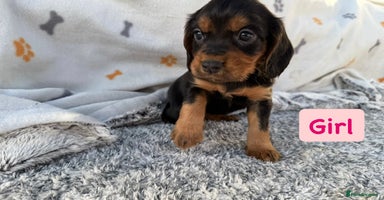 Cocker Spaniel dogs - Advert 1