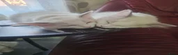 Ragdoll cats for sale: Two beautiful Ragdoll Girls in Whiteley - Advert 9