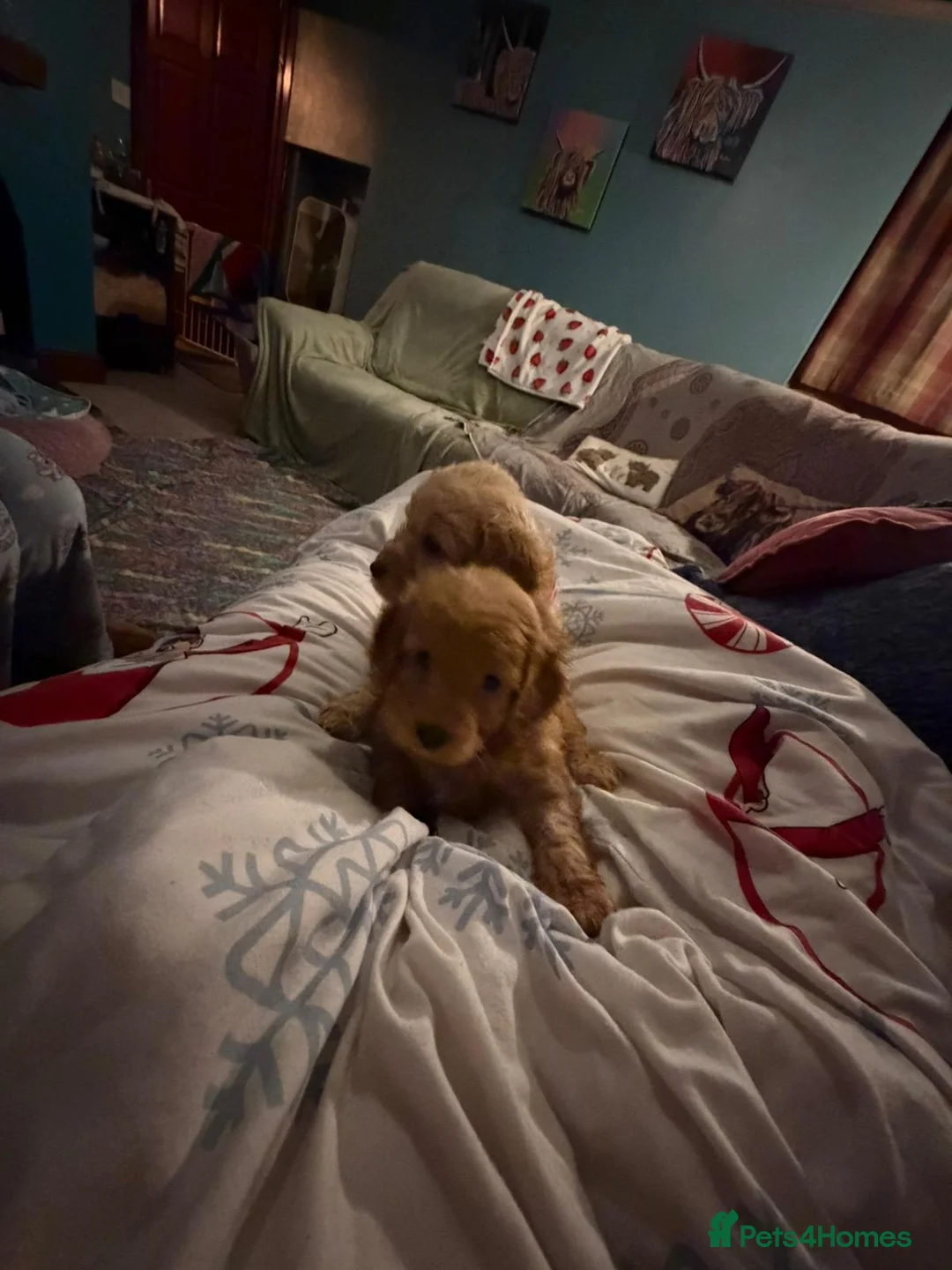 Cockapoo dogs for sale: Cockapoo - Advert 2