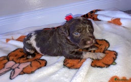 Cockapoo dogs for sale: Merle Cockapoos - Image 8