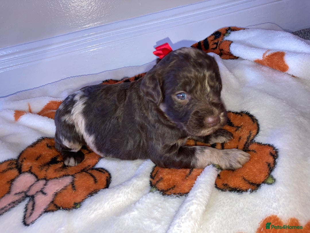 Cockapoo dogs for sale: Merle Cockapoos - Image 8