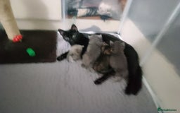 American Shorthair cats for sale: Adorable American shorthair kittens  - Image 4
