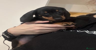 Dachshund dogs - Advert 3