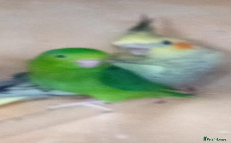Cockatiels birds - Advert 8