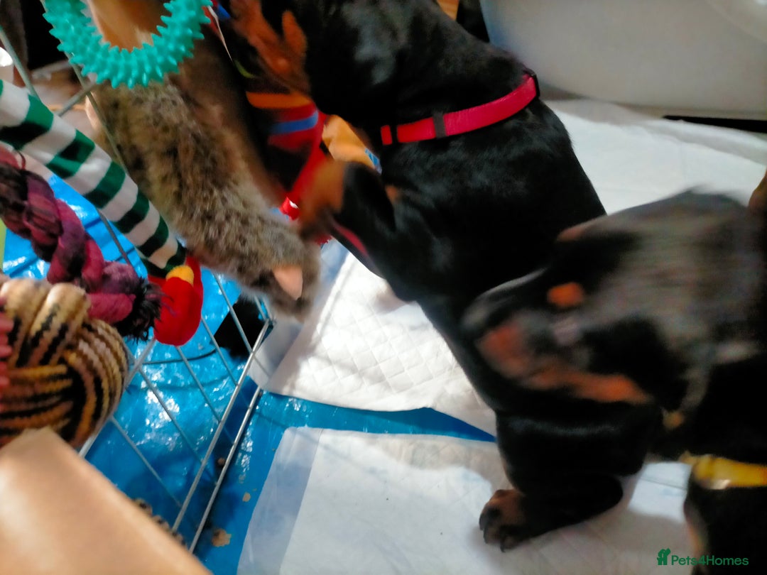 Dobermann dogs for sale: Dobermann puppies - Advert 24