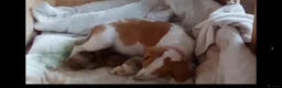 Bocker dogs for sale: Bocker puppies for sale in Ipswich - Advert 6