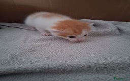 Mixed Breed cats for sale: 6 beautiful kittens - Image 7