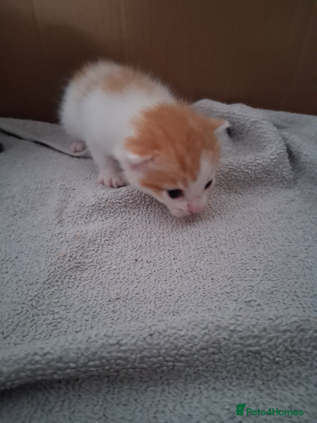 Mixed Breed cats for sale: 6 beautiful kittens - Image 7