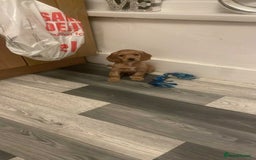 Mixed Breed dogs for sale: Cockapoo puppy  - Advert 3