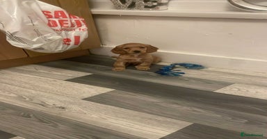 Mixed Breed dogs Cockapoo puppy  - Advert 1