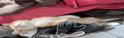 Mixed Breed cats for sale: Female ginger kitten  - Advert 4