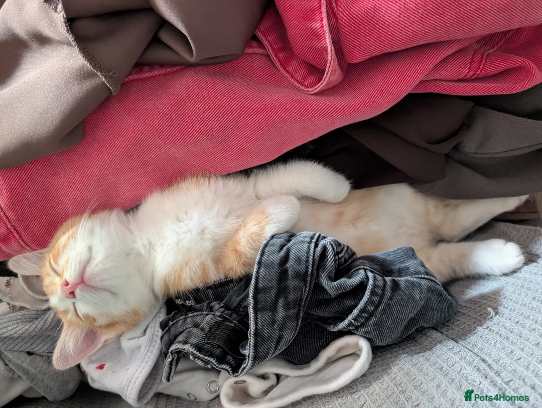 Mixed Breed cats for sale: Female ginger kitten  - Advert 4