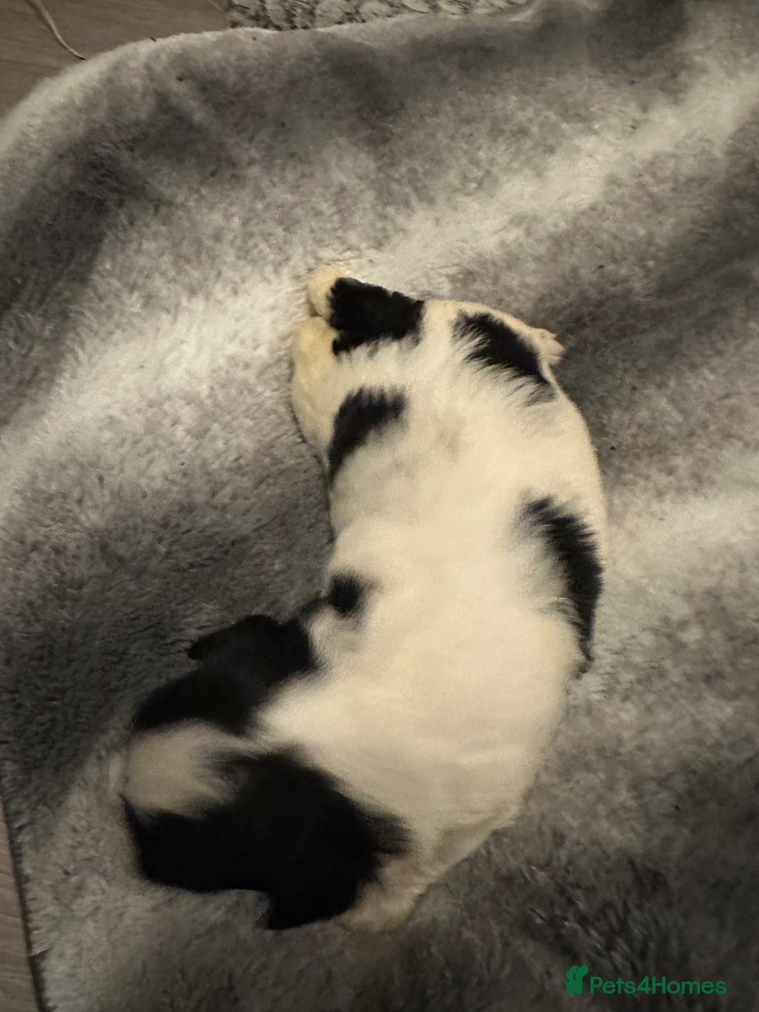 Shihpoo dogs for sale: Beautiful shihpoo puppies for sale - Advert 13