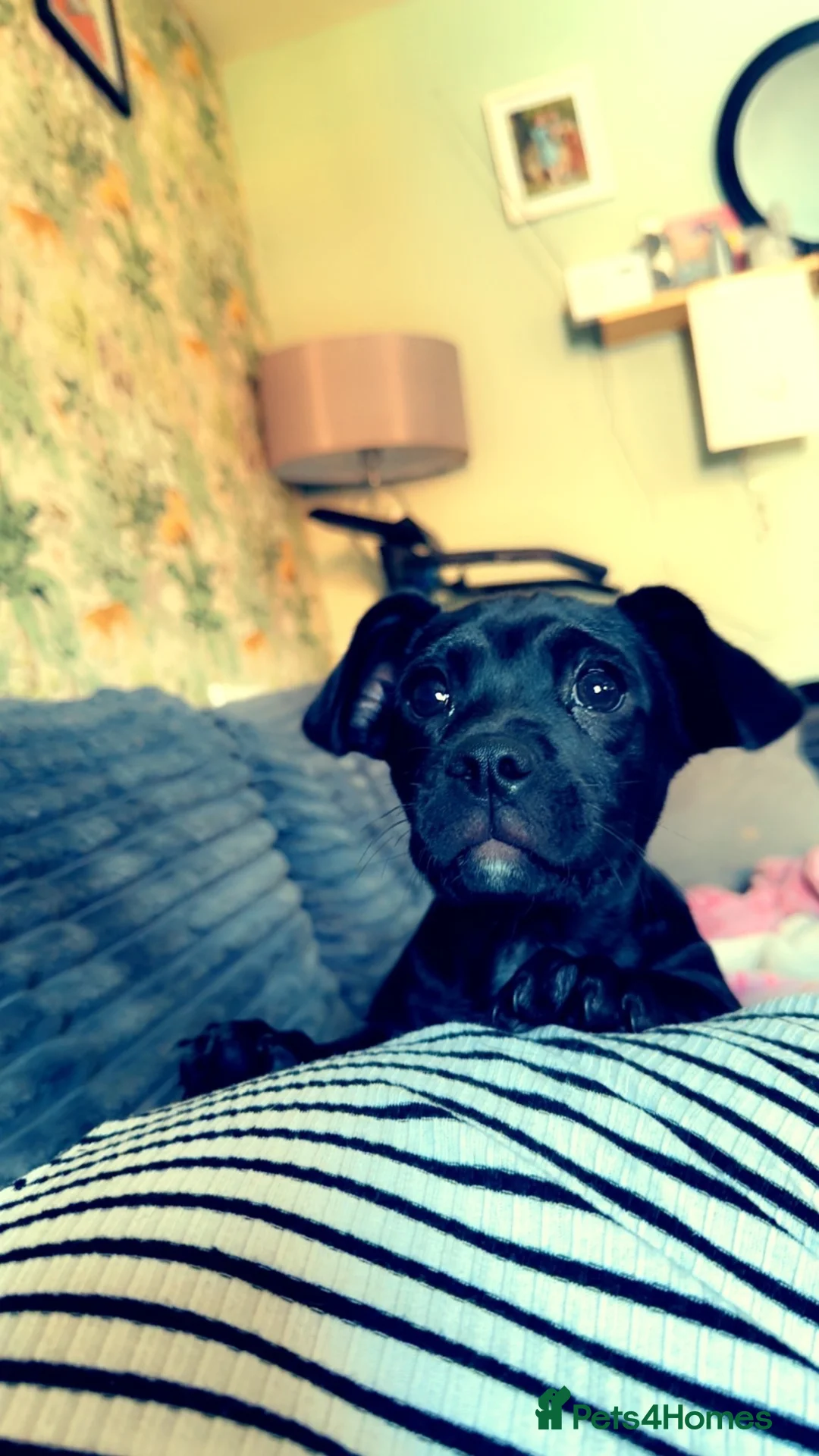 Mixed Breed dogs for sale: Rolo 15 weeks old - Advert 1