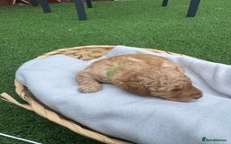 Labradoodle dogs for sale: Labradoodle puppies looking for a loving home  - Image 8
