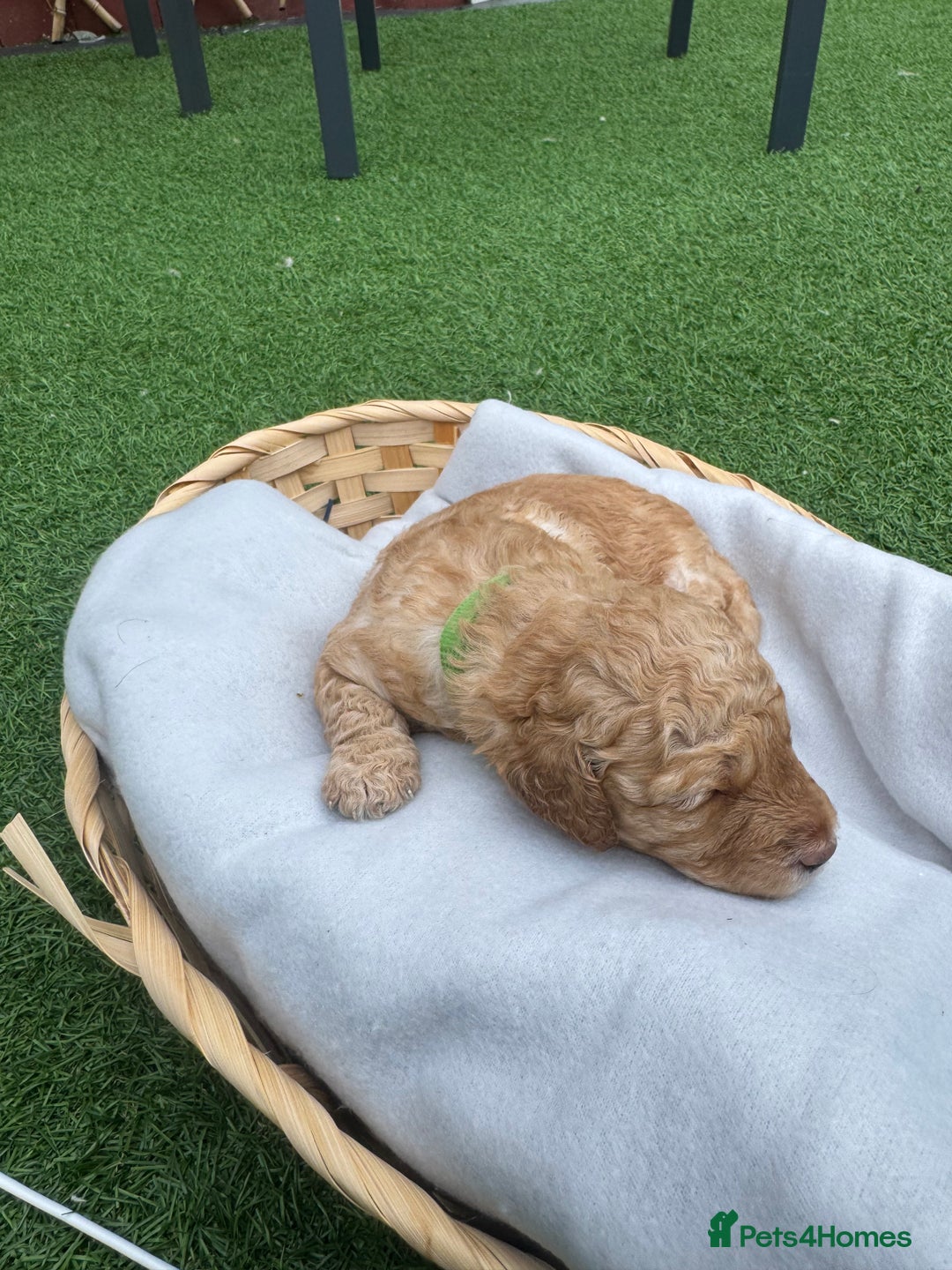 Labradoodle dogs for sale: Labradoodle puppies looking for a loving home  - Image 8
