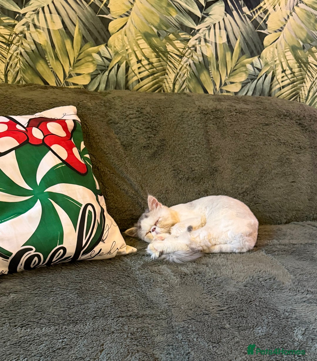 Persian cats for sale: Cuddly and friendly Persian boy kitten  - Advert 9