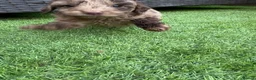 Cockapoo dogs for sale: 🐾 Beautiful Cockapoo Puppies 🐾 - Advert 2