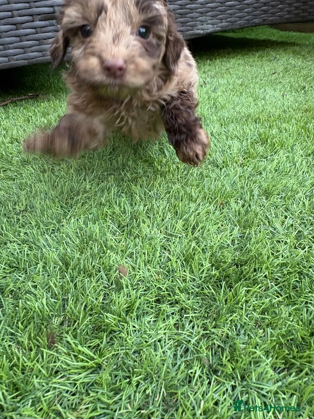 Cockapoo dogs for sale: 🐾 Beautiful Cockapoo Puppies 🐾 - Advert 2