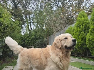Golden Retriever dogs KC Golden Retriever for Stud in Harlow - Advert 21