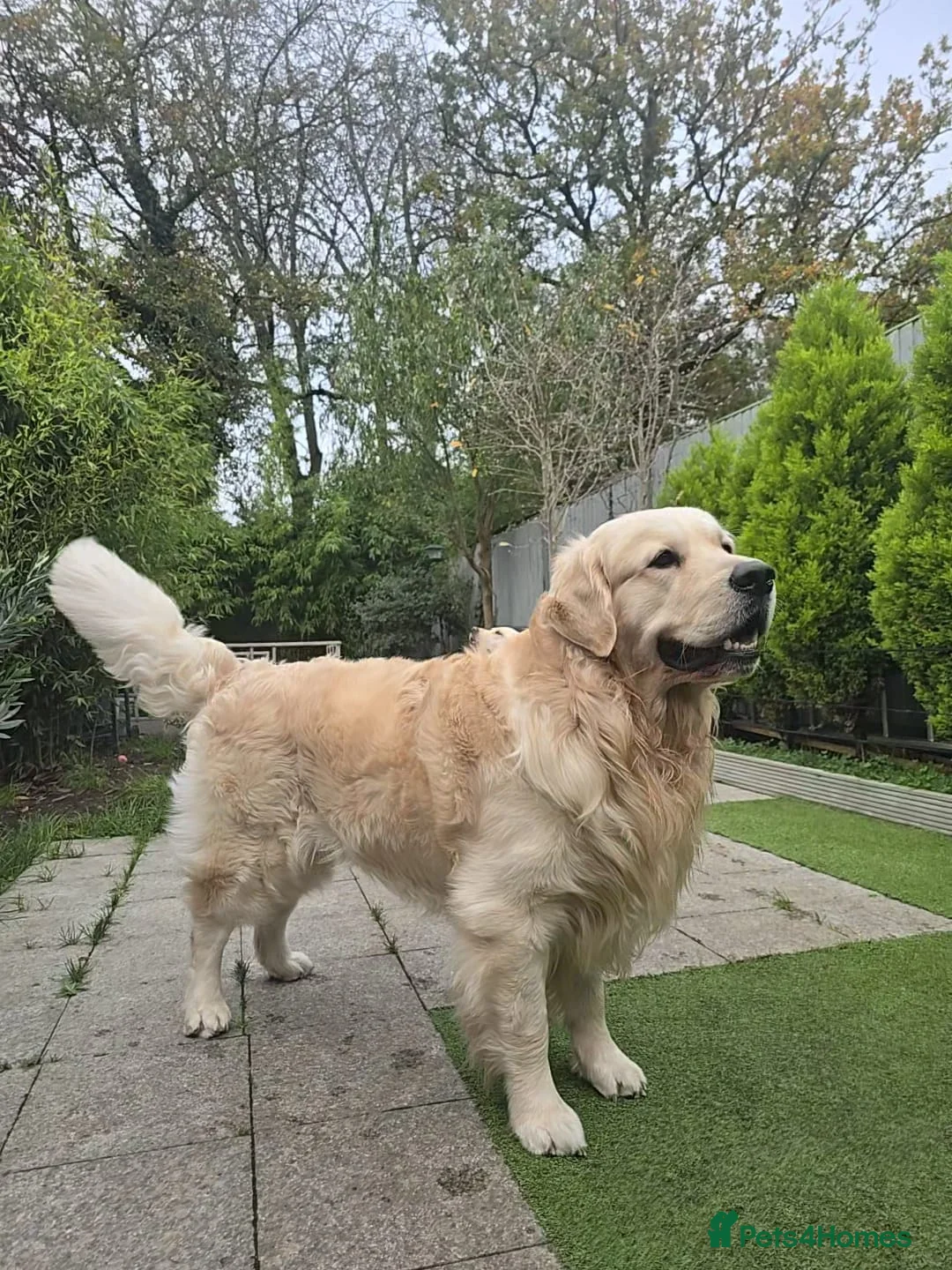 Golden Retriever dogs for stud: KC Golden Retriever for Stud - Advert 1
