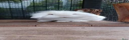 Mini Lop rabbits for sale: Mini lop. Male  in Coulsdon - Advert 7