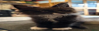 Maine Coon Kitten 3