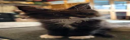 Maine Coon cats for sale: Pedigree, Registered Maine Coon Kittens  - Advert 3