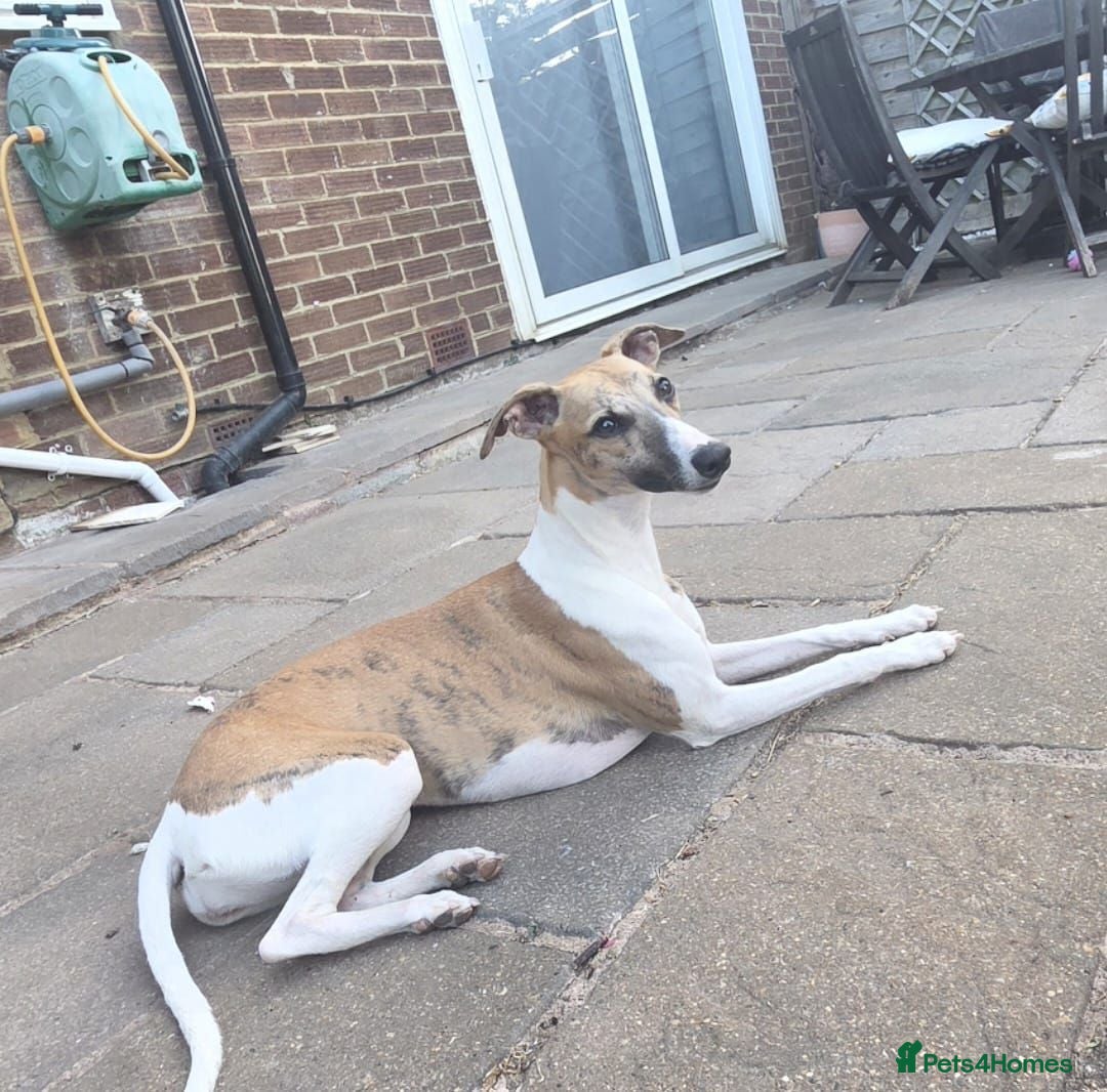 Whippet dogs 9 month female whippet - Advert 2