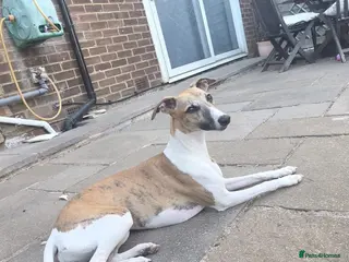 Whippet dogs 9 month female whippet - Advert 5