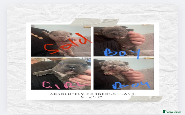 French Bulldog dogs - Advert 2