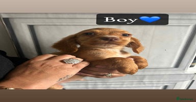 Cocker Spaniel dogs - Advert 3