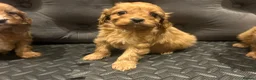 Cavapoo dogs for sale: Beautiful cavapoos  - Advert 18