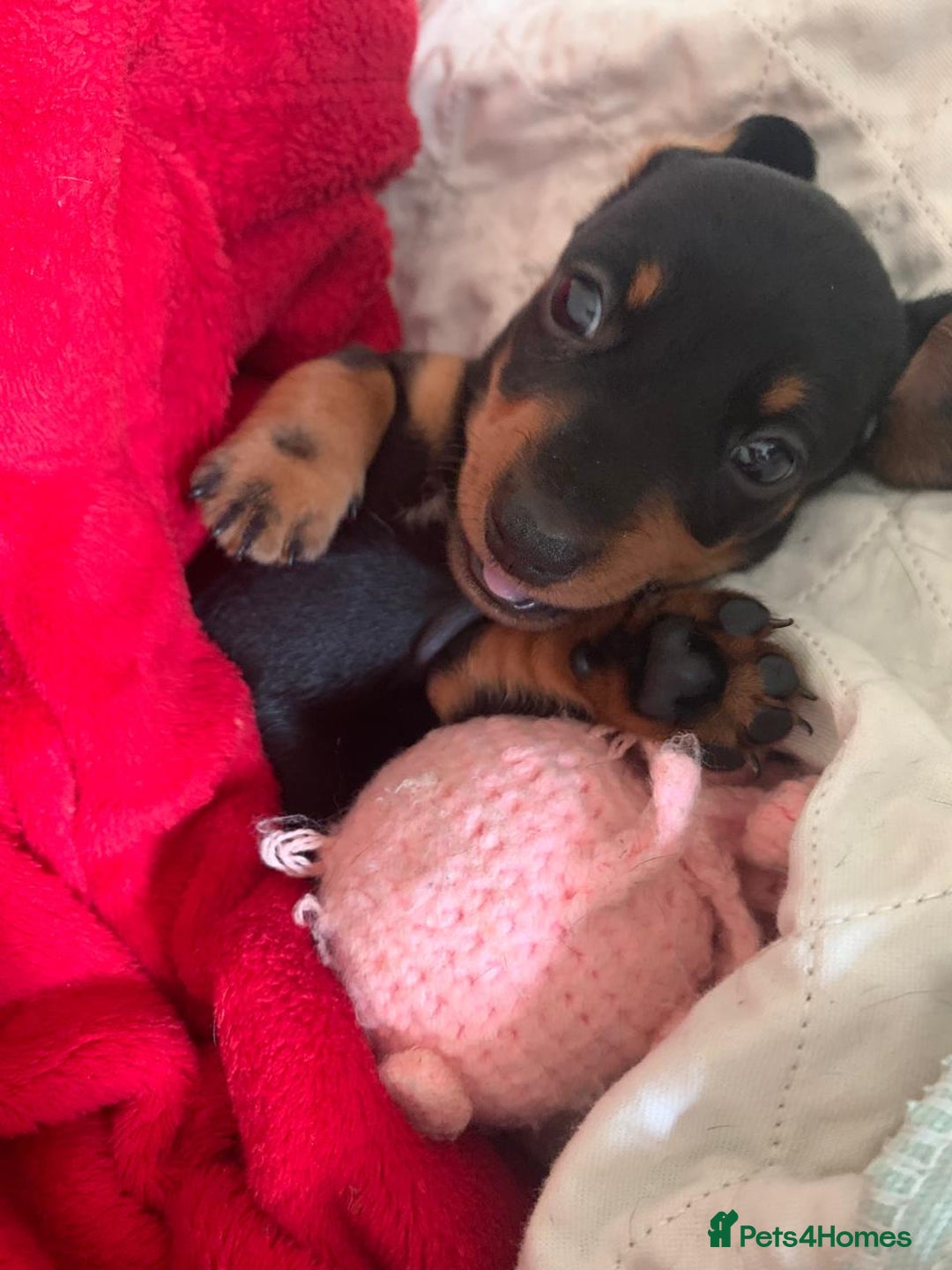 Miniature Dachshund dogs for sale: Our Little Dachshund Family - Advert 10