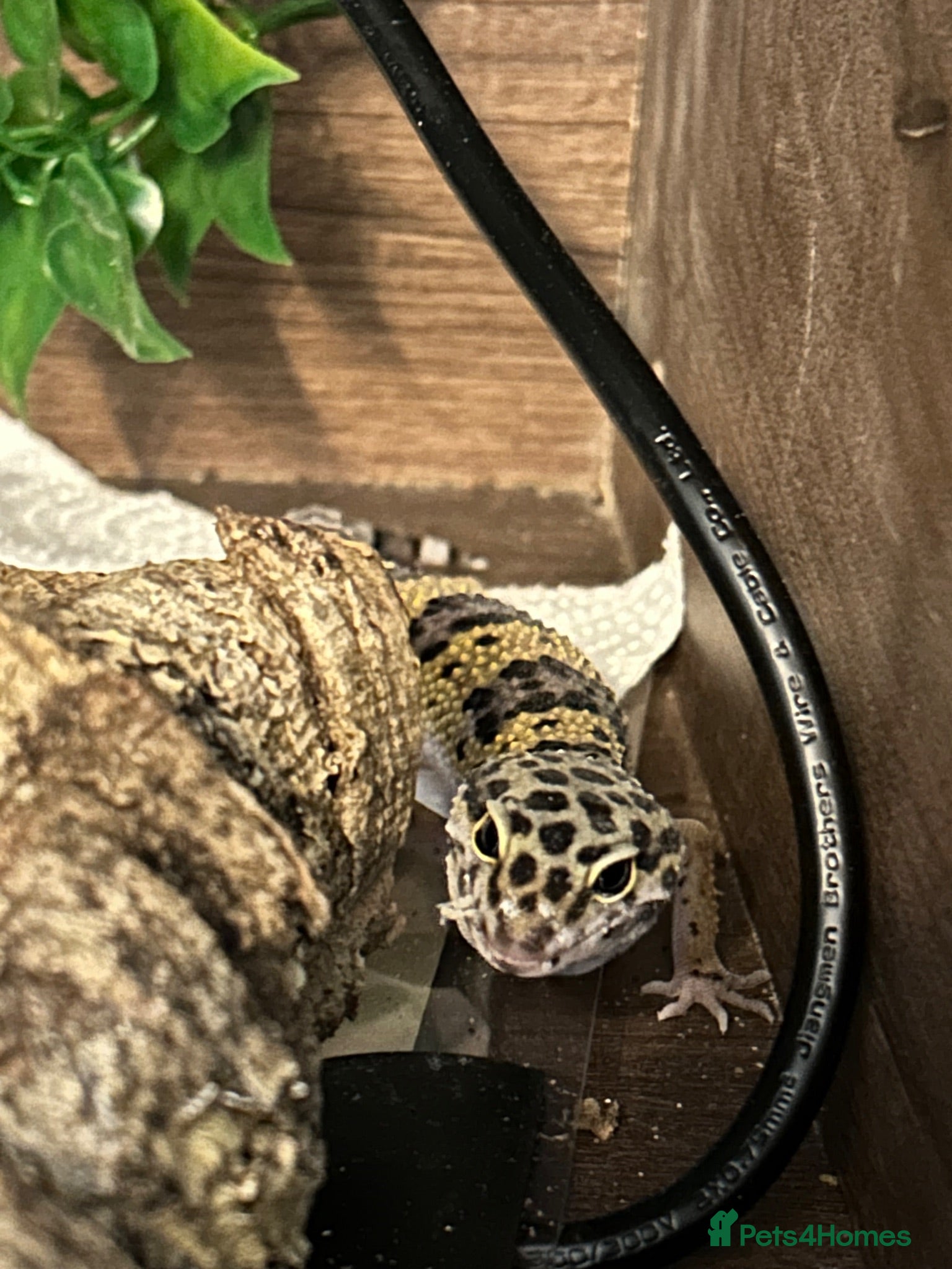 Leopard Gecko reptiles Young Leopard Gecko plus full vicarious set up - Advert 2
