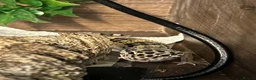 Leopard Gecko reptiles for sale: Young Leopard Gecko plus full vicarious set up in York - Advert 2