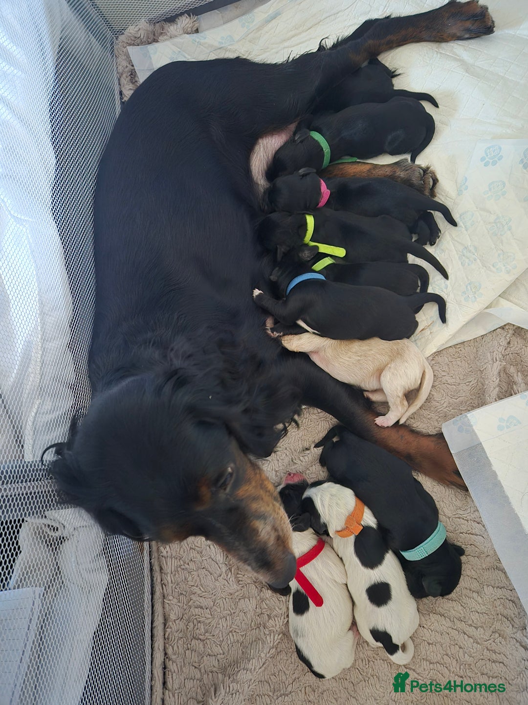 Sprocker dogs for sale: Sprocker Spaniel Puppies  - Image 12