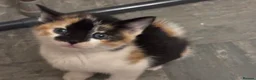 Mixed Breed cats for sale: The Most Adorable Kittens - Advert 35