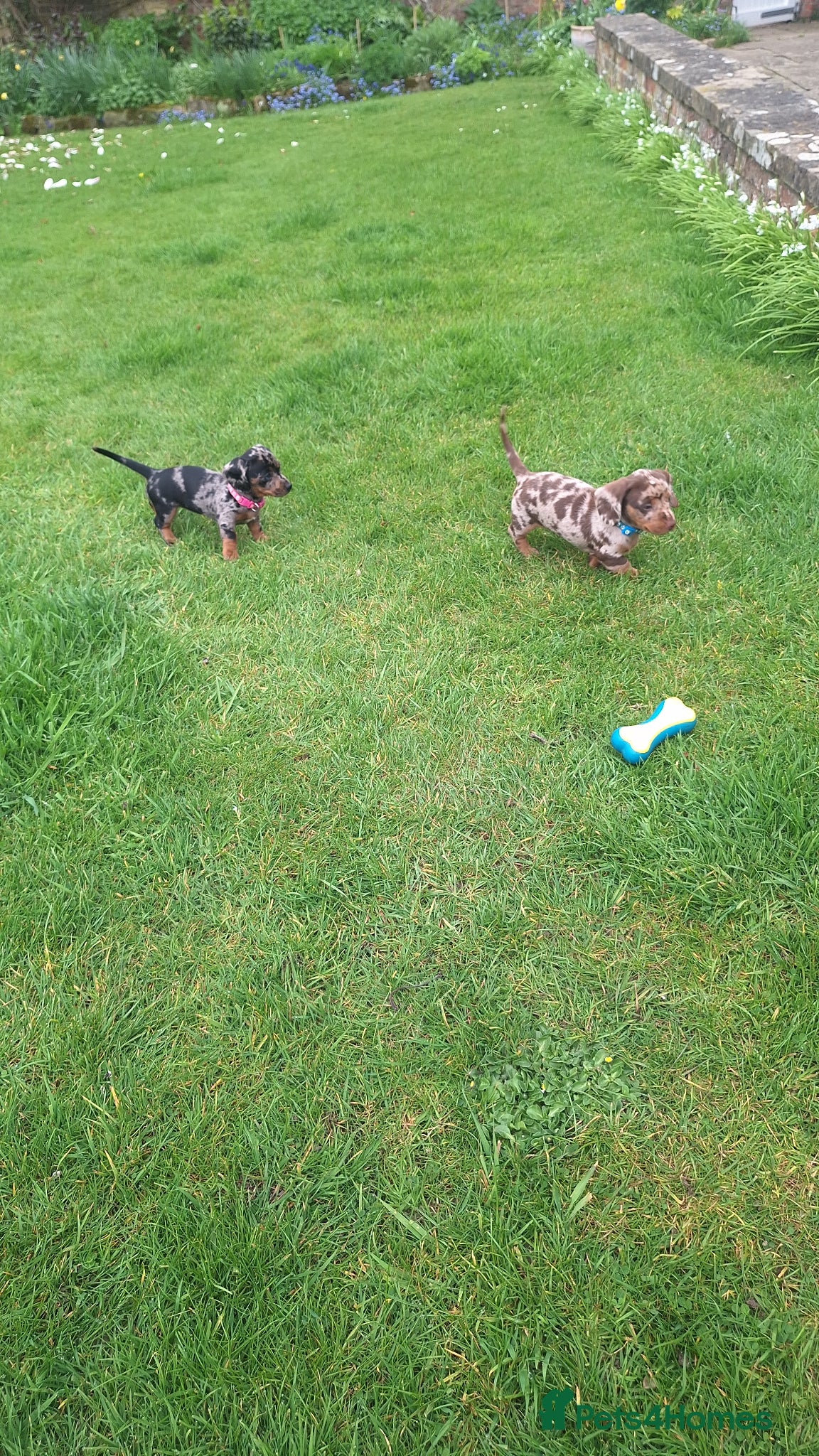 Miniature Dachshund dogs Rare rainbow litter - Advert 1