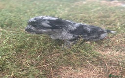 Mixed Breed dogs for sale: Froodle pups - Image 4