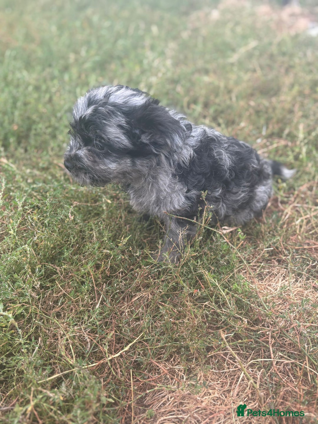 Mixed Breed dogs for sale: Froodle pups - Image 4