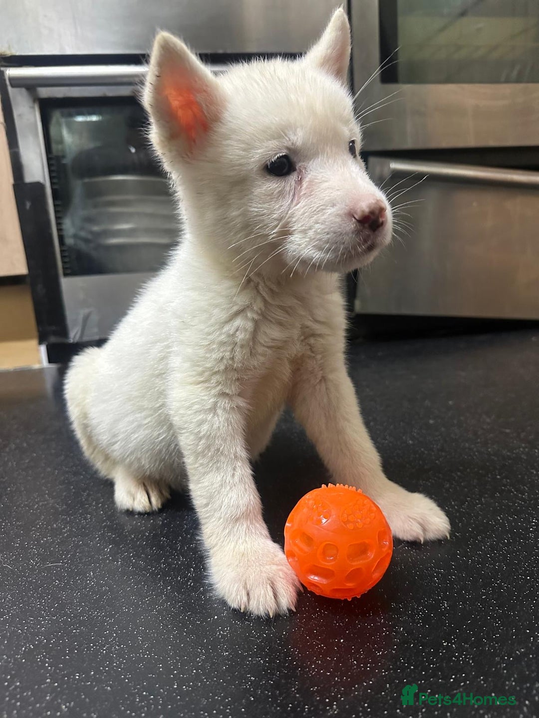 Akita dogs for sale: American Akita - Advert 17