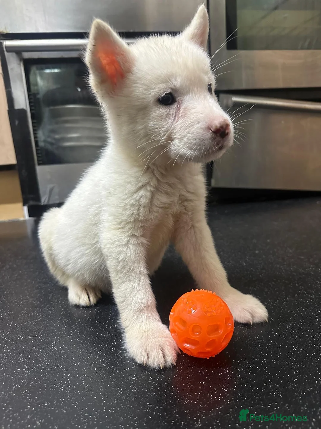 Akita dogs for sale: American Akita - Advert 17