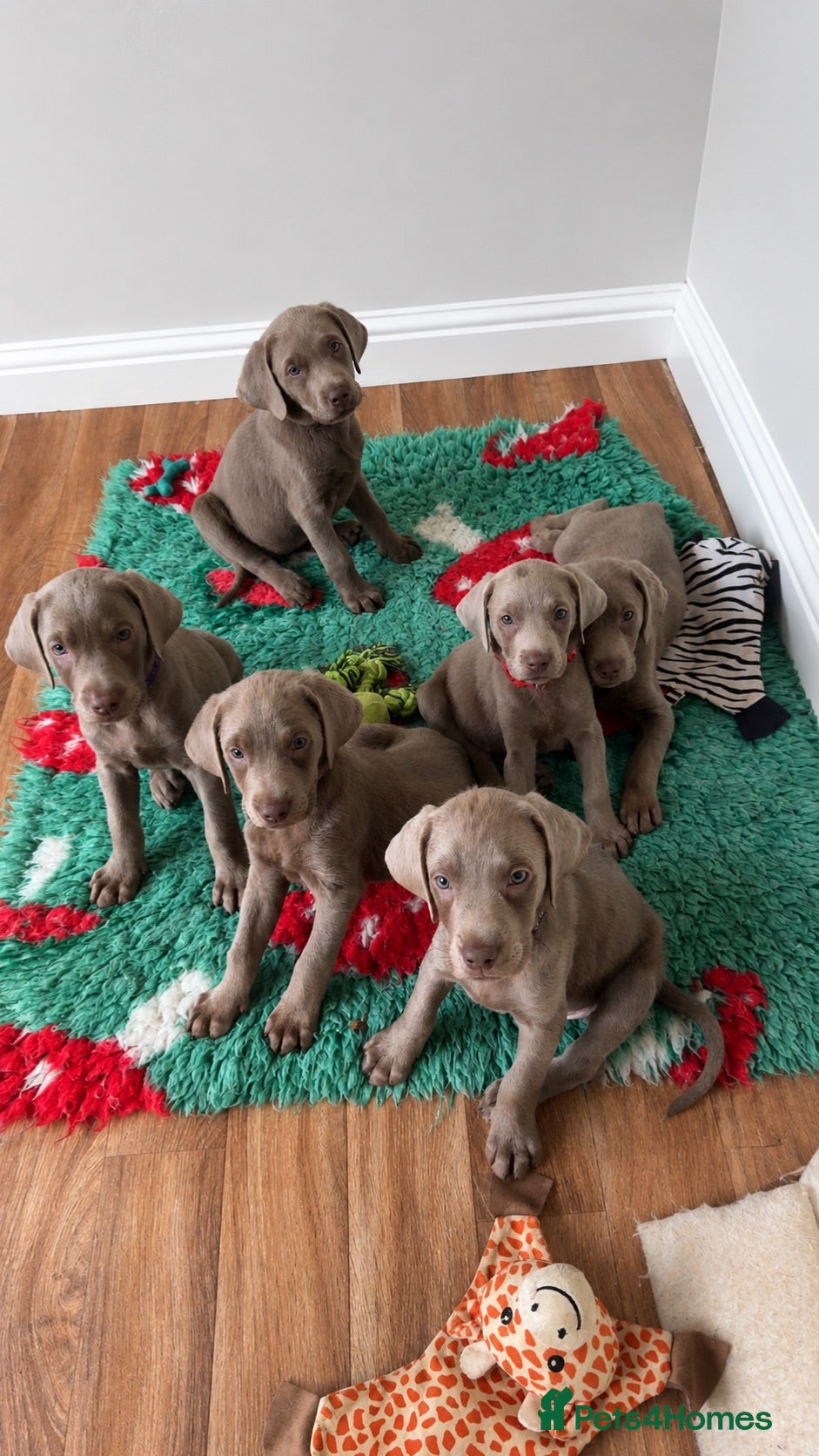 Labrador Retriever dogs Ready to leave KC Silver Labrador puppies  - Advert 16