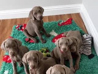 Labrador Retriever dogs Ready to leave KC Silver Labrador puppies - Advert 16